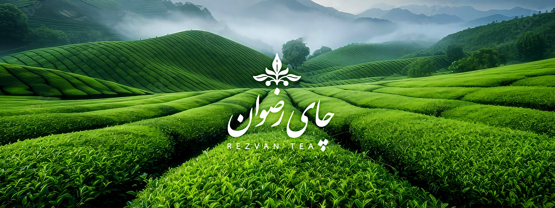 چای رضوان