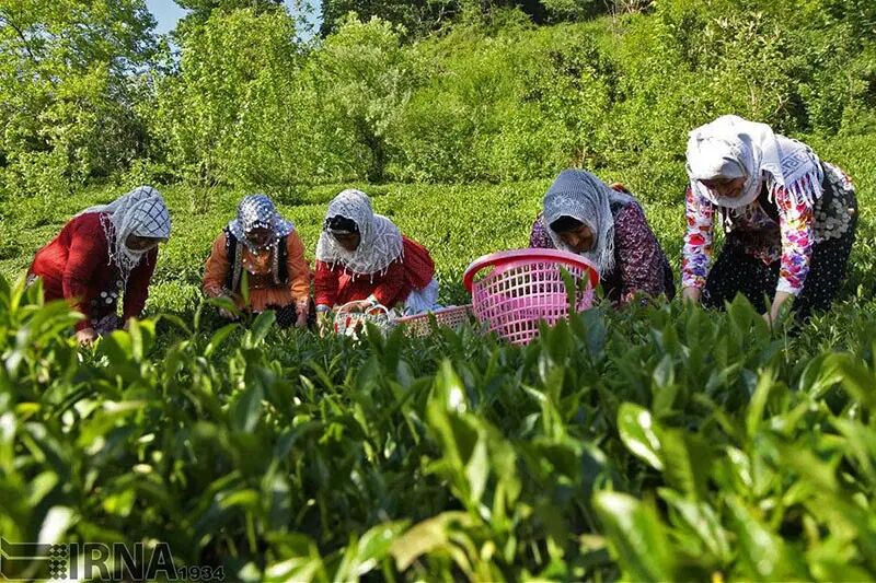 چای بهاره/چای رضوان