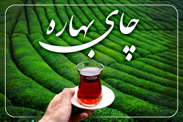 چای ممتاز زرین بهاره 1404 (چای لاهیجان رضوان)