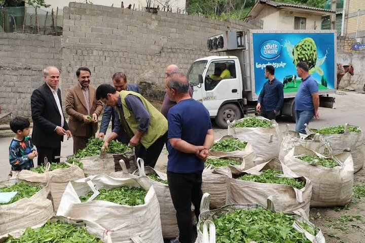 چای شفت/ چای رضوان