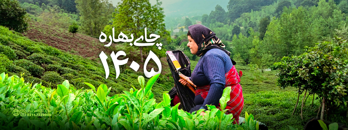 چای بهاره رضوان/ فروش چای سیاه و سبز ایرانی