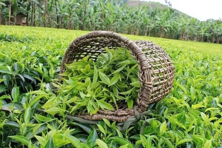 قیمت برگ سبز چای در سال جاری 72 درصد افزایش یافت