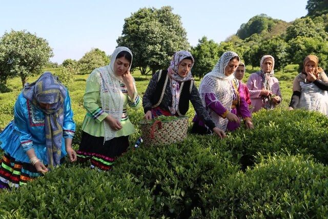 افزایش ۳۰ درصدی بهای برگ سبز چای/ آغاز رسمی برداشت چای بهاره از امروز