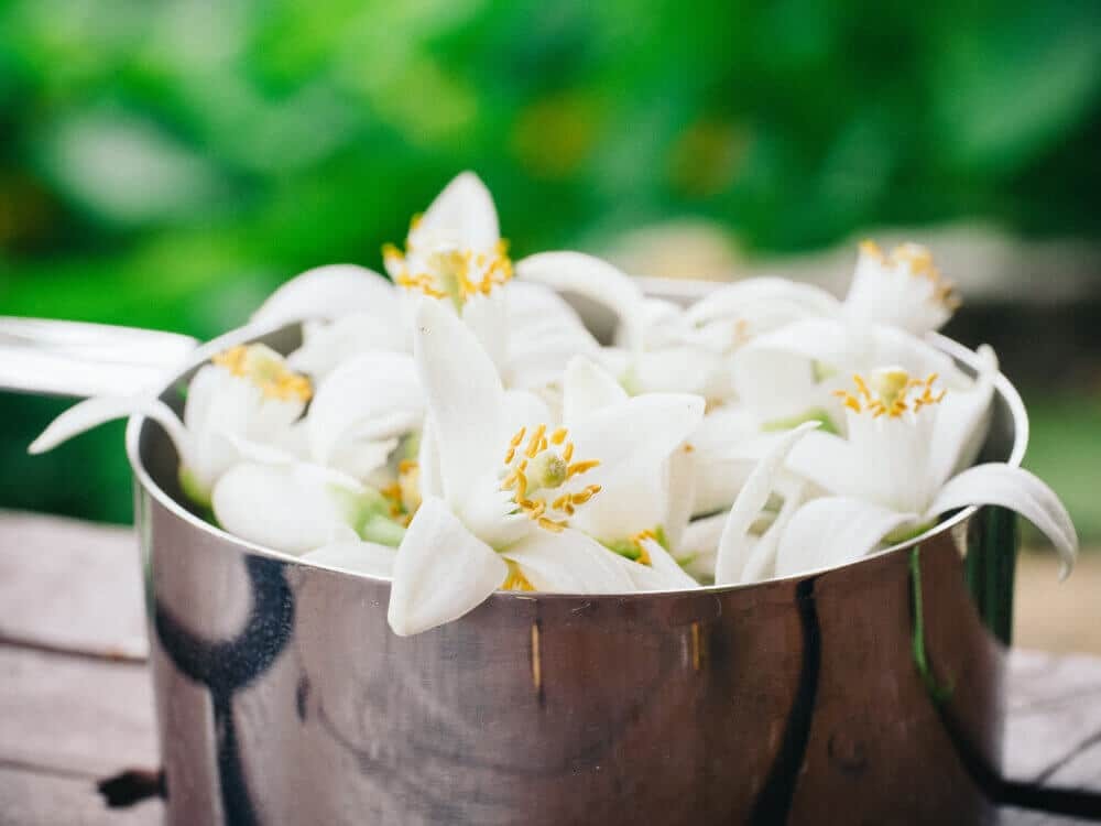 چای بهارنارنج/چای رضوان