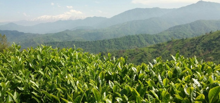 تاریخچه چای در ایران