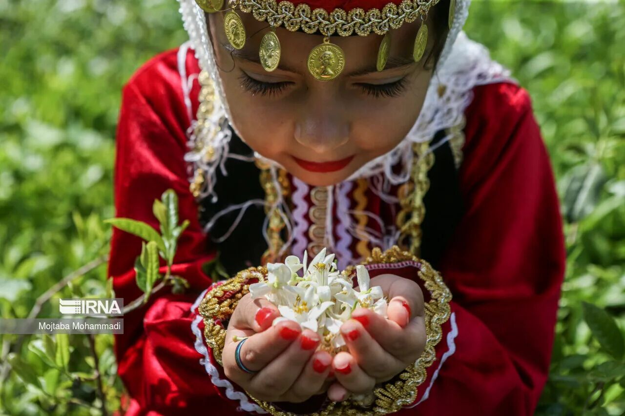 شکوفه بهارنارنج/چای رضوان