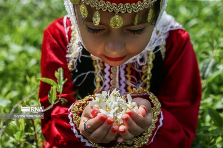  بزم شکوفه‌های بهارنارنج در گیلان / آغاز برداشت شکوفه‌های بهارنارنج 