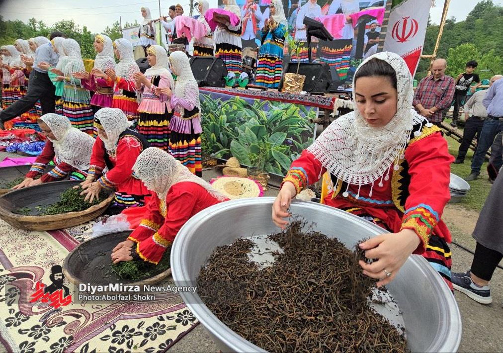جشنواره چای لنگرود/ چای رضوان